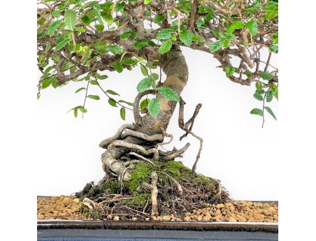 Bonsai di Zelkova nire da 55 cm | Vaso rettangolare blu