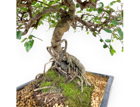 Bonsai di Zelkova nire da 55 cm | Vaso rettangolare blu