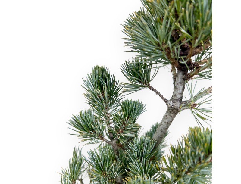 Pinus Pentaphylla Bonsai 40 cm | Quadratisch Steingut Topf