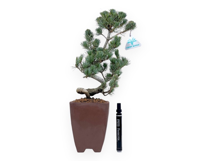 Pinus Pentaphylla bonsai 40 cm | Square stoneware pot