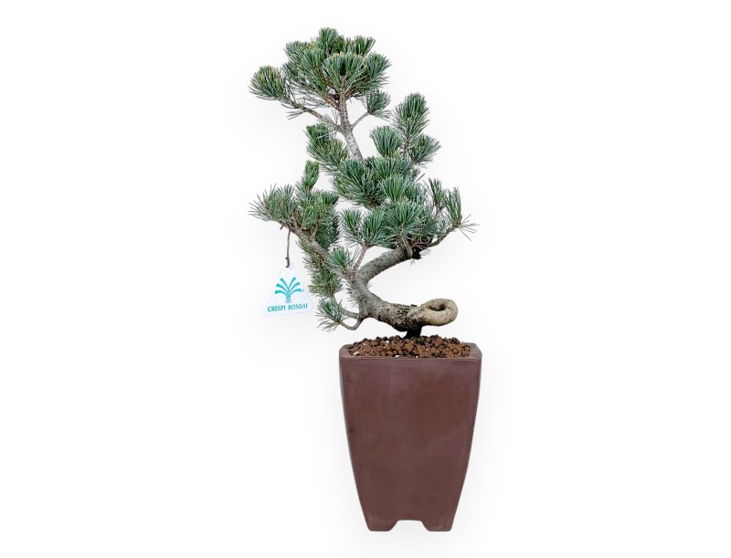 Pinus Pentaphylla bonsái 40 cm | Maceta cuadrada de gres