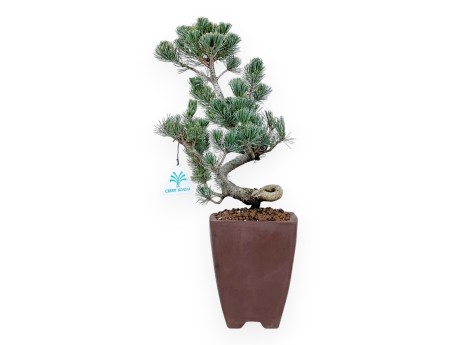 Pinus Pentaphylla bonsai 40 cm | Vierkant ongeglazuurde pot