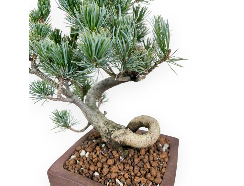 Pinus Pentaphylla bonsái 40 cm | Maceta cuadrada de gres