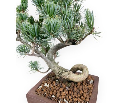 Pinus Pentaphylla bonsai 40 cm | Vierkant ongeglazuurde pot
