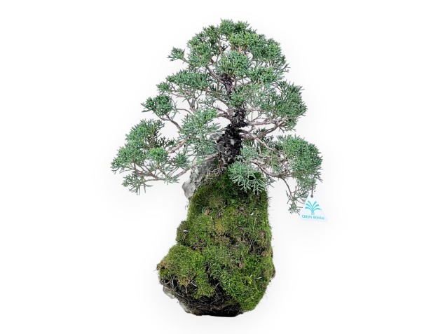 Bonsai di ginepro da 35 cm | Coltivato su roccia
