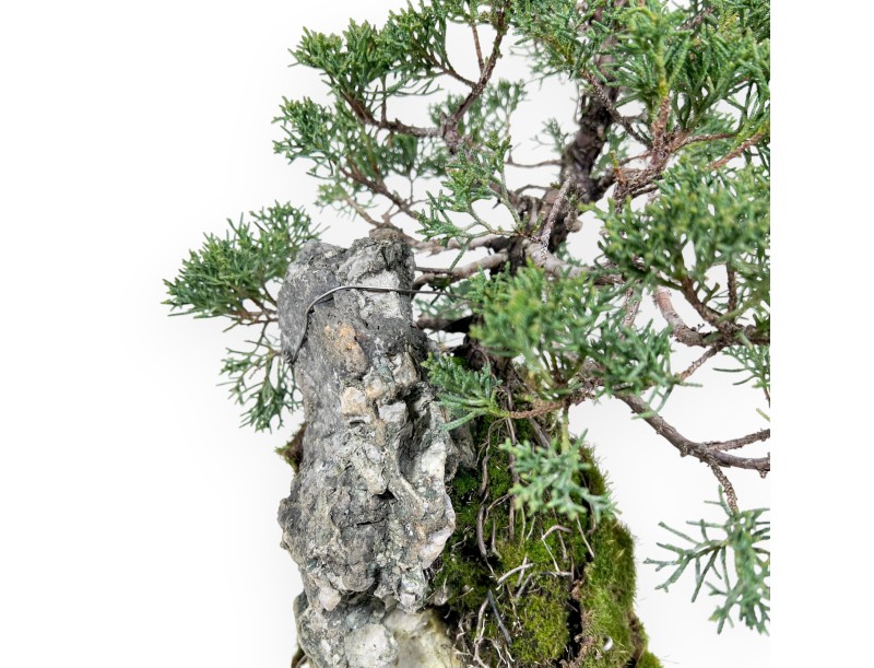 Jeneverbes bonsai 35 cm | Gekweekt op een rots