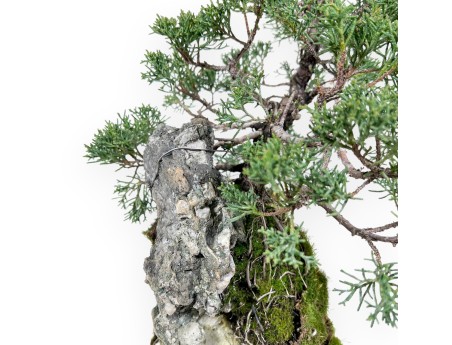 Bonsai di ginepro da 35 cm | Coltivato su roccia
