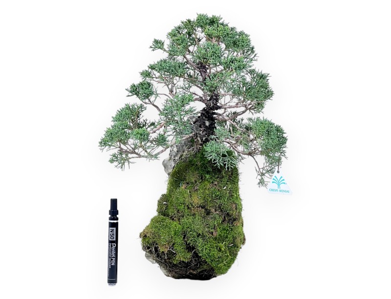 Jeneverbes bonsai 35 cm | Gekweekt op een rots