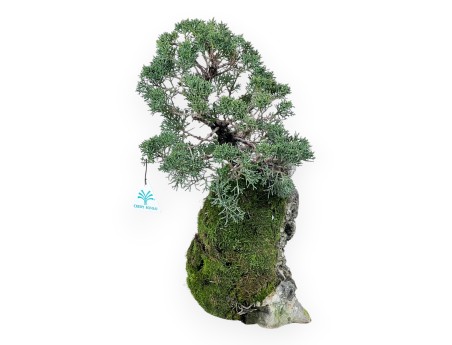 Juniper bonsai 35 cm | Grown on rock