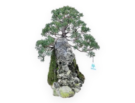 Wacholder Bonsai 35 cm | Felsen Stil kultiviert