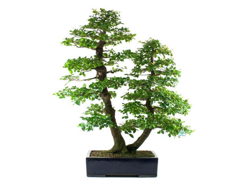 Celtis australis - Chinese hackberry - 100 cm