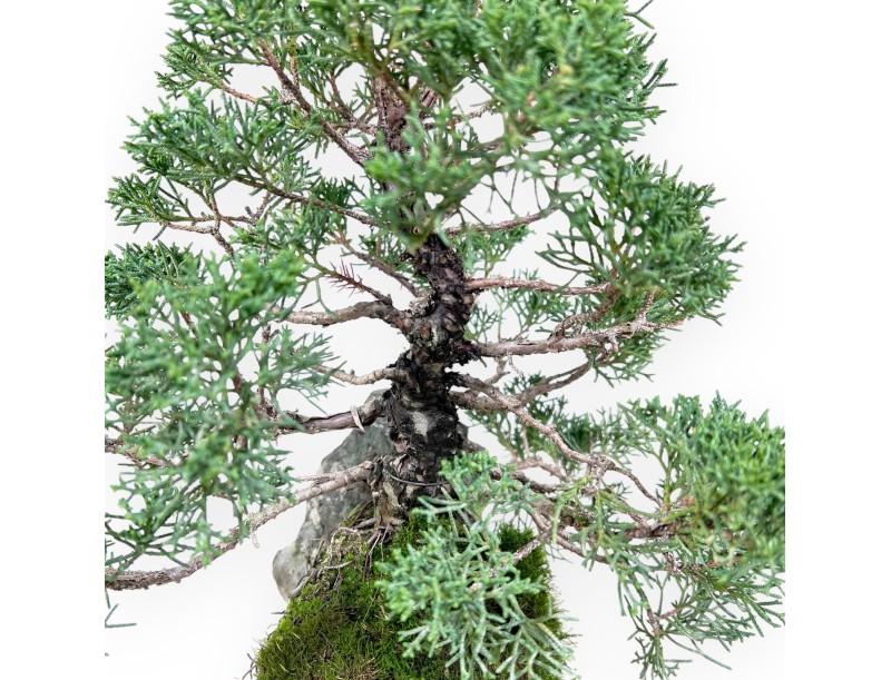 Jeneverbes bonsai 35 cm | Gekweekt op een rots