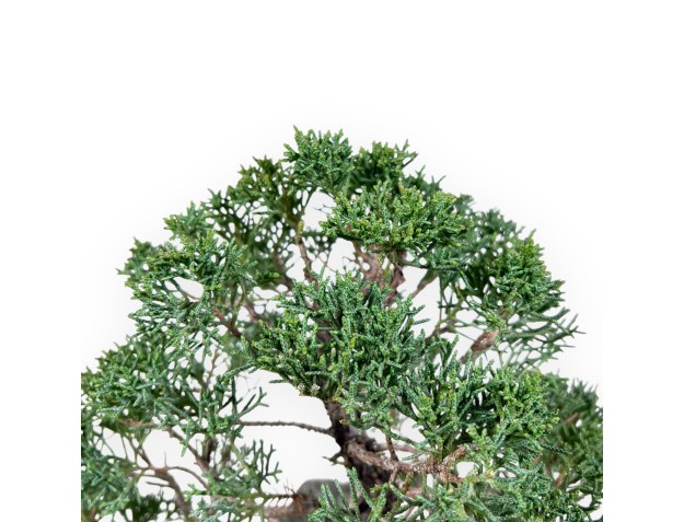 Wacholder Bonsai 35 cm | Felsen Stil kultiviert 2