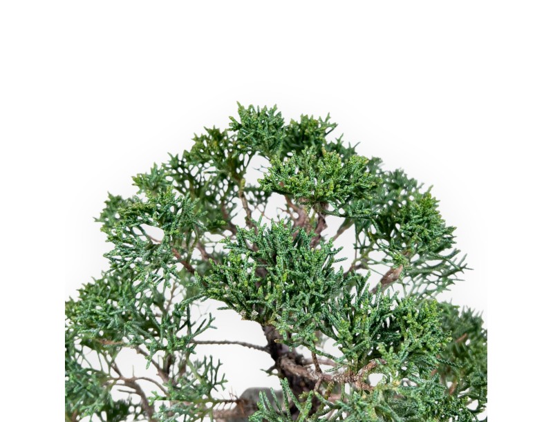 Jeneverbes bonsai 35 cm | Gekweekt op een rots