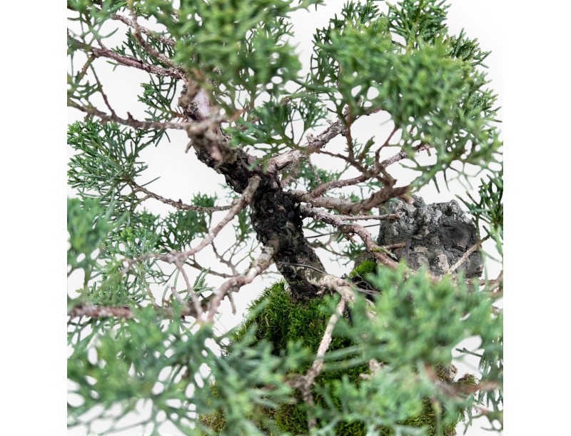 Juniper bonsai 35 cm | Grown on rock