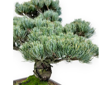 Pinus Pentaphylla bonsái 52 cm | Maceta rectangular de gres