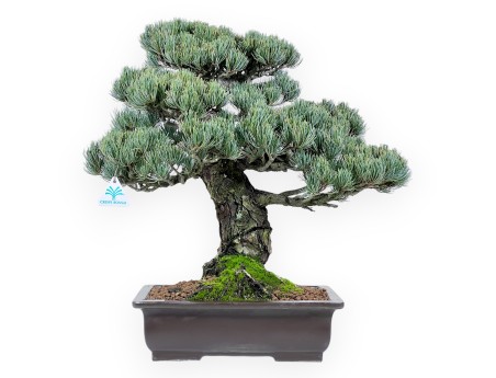 Pinus Pentaphylla bonsai 52 cm | Pot rectangulaire en grès