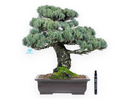 Pinus Pentaphylla Bonsai 52 cm | Rechteckig Steingut Topf