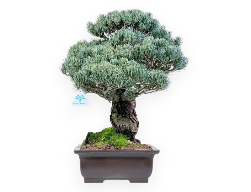 Pinus Pentaphylla bonsai 52 cm | Rechthoekig ongeglazuurde pot