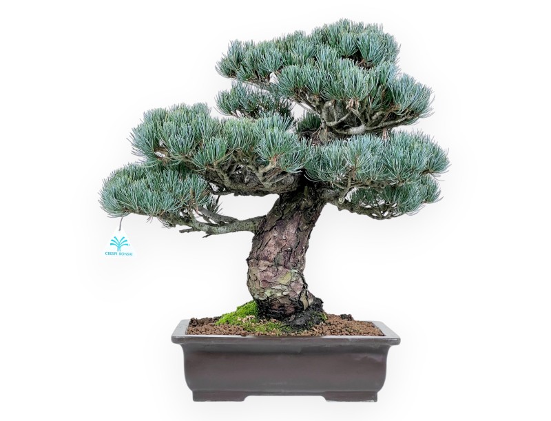 Pinus Pentaphylla bonsai 52 cm | Rectangular stoneware pot