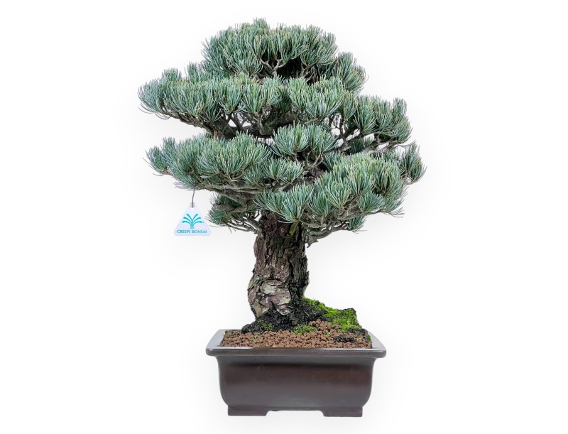 Pinus Pentaphylla bonsai 52 cm | Rechthoekig ongeglazuurde pot