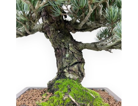 Pinus Pentaphylla bonsai 52 cm | Rectangular stoneware pot