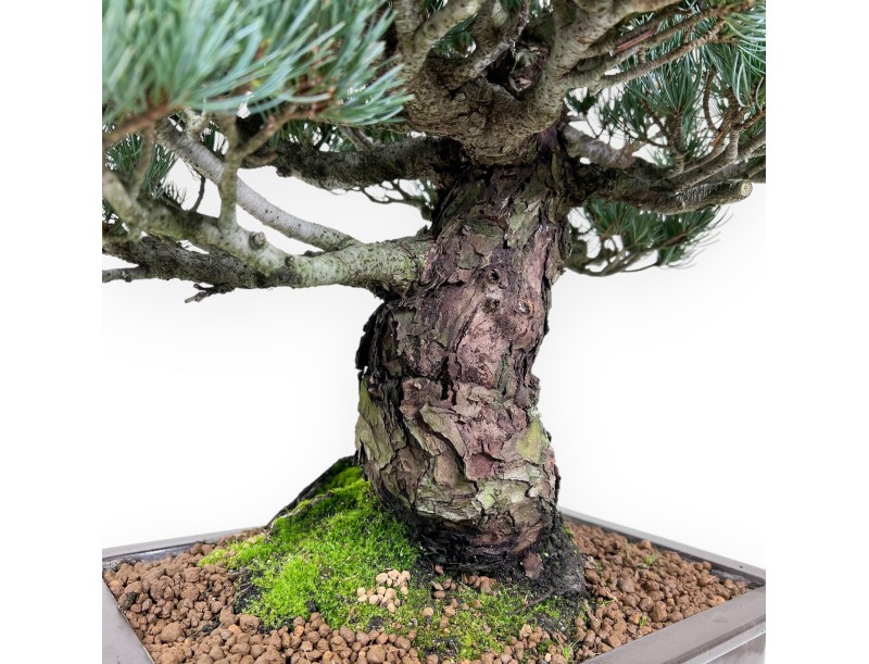 Pinus Pentaphylla Bonsai 52 cm | Rechteckig Steingut Topf