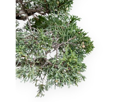 Jeneverbes bonsai 59 cm | Rechthoekige ongeglazuurde pot