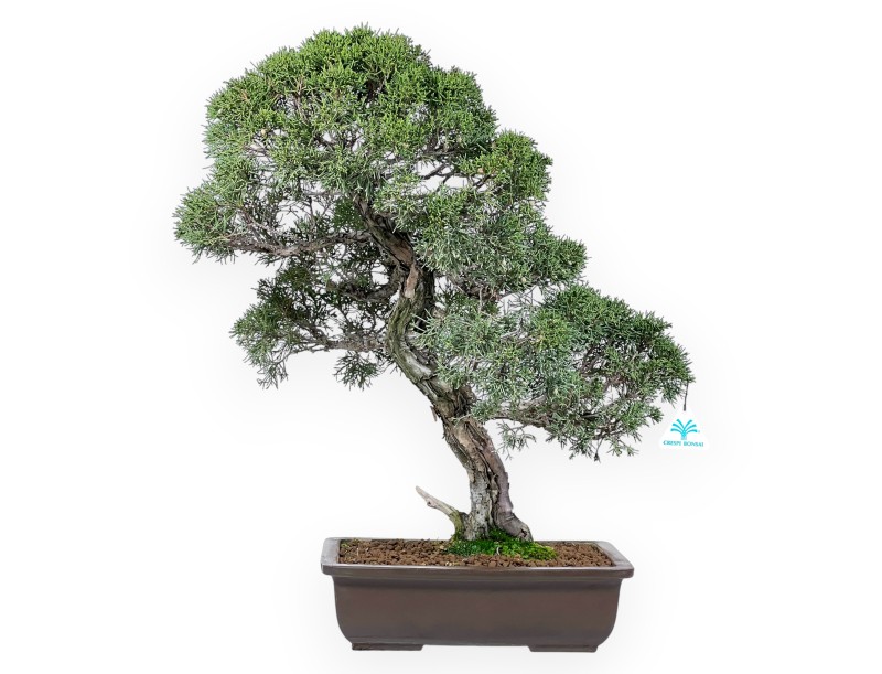 Jeneverbes bonsai 59 cm | Rechthoekige ongeglazuurde pot
