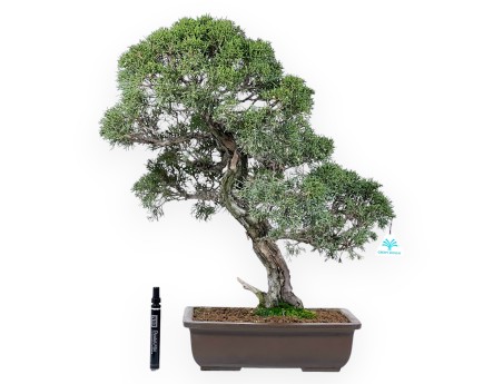 Wacholder Bonsai 59 cm | Rechteckiger Steingut Topf