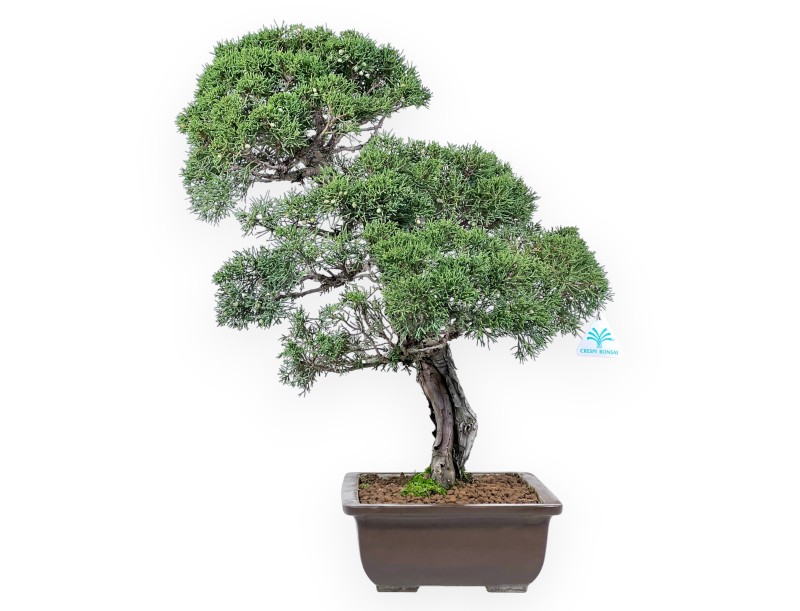 Jeneverbes bonsai 59 cm | Rechthoekige ongeglazuurde pot