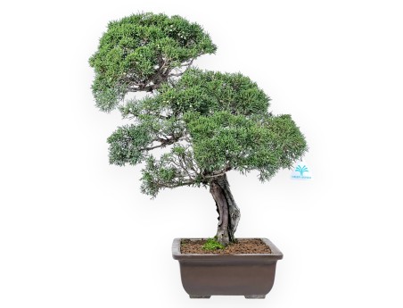 Wacholder Bonsai 59 cm | Rechteckiger Steingut Topf