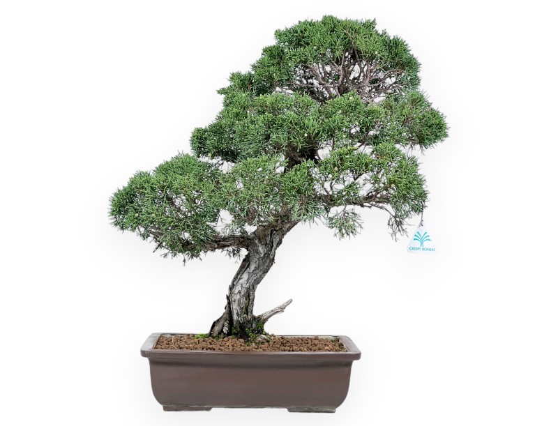 Jeneverbes bonsai 59 cm | Rechthoekige ongeglazuurde pot