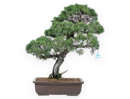 Enebro bonsái 59 cm | Maceta rectangular de gres