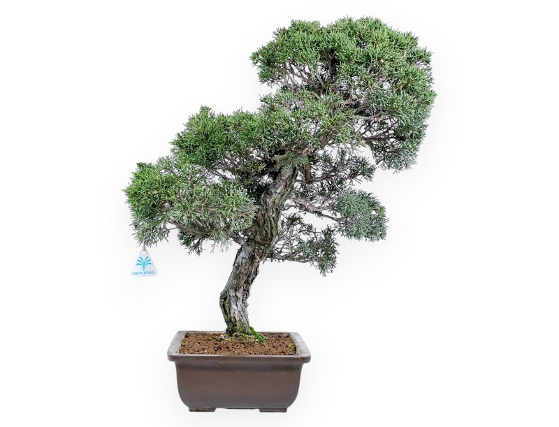 Bonsai di ginepro da 59 cm | Vaso rettangolare grès