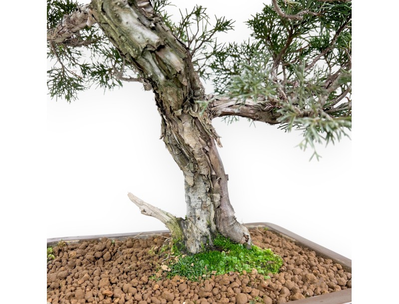 Jeneverbes bonsai 59 cm | Rechthoekige ongeglazuurde pot