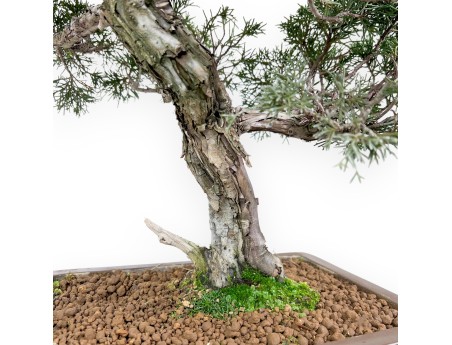 Jeneverbes bonsai 59 cm | Rechthoekige ongeglazuurde pot