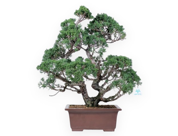 Bonsai di ginepro da 58 cm | Vaso rettangolare grès