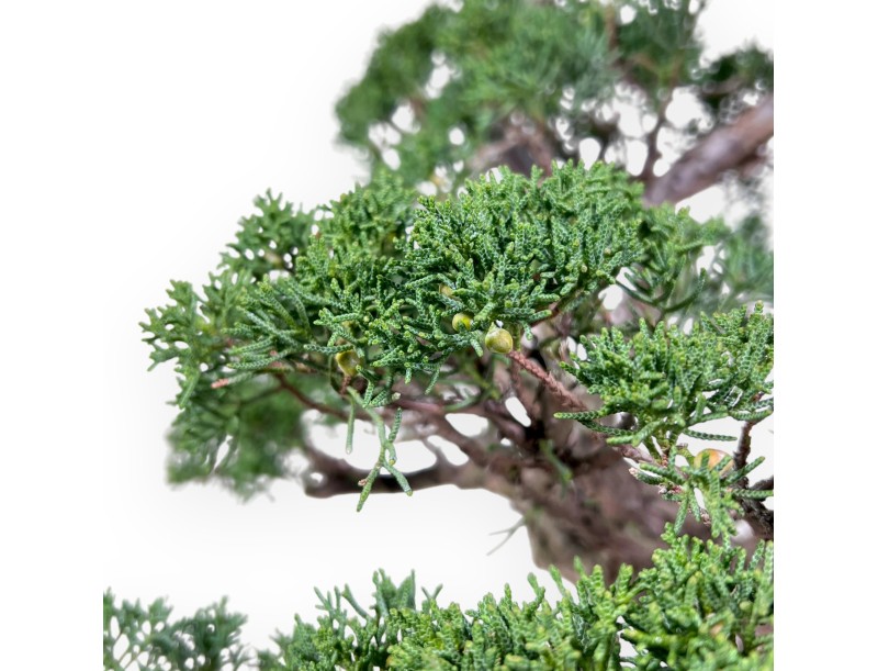 Juniper bonsai 58 cm | Rectangular stoneware pot