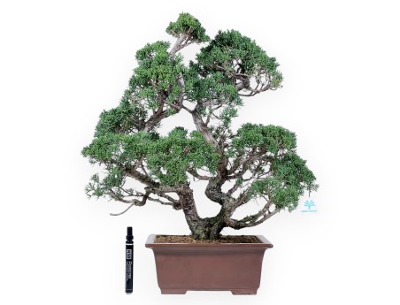 Juniper bonsai 58 cm | Rectangular stoneware pot
