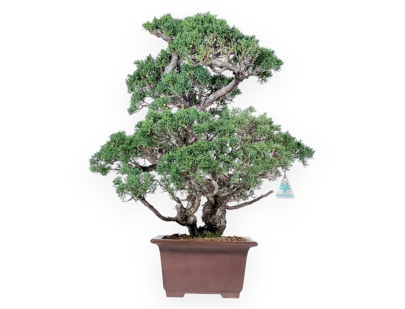 Juniper bonsai 58 cm | Rectangular stoneware pot