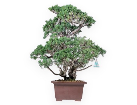 Enebro bonsái 58 cm | Maceta rectangular de gres