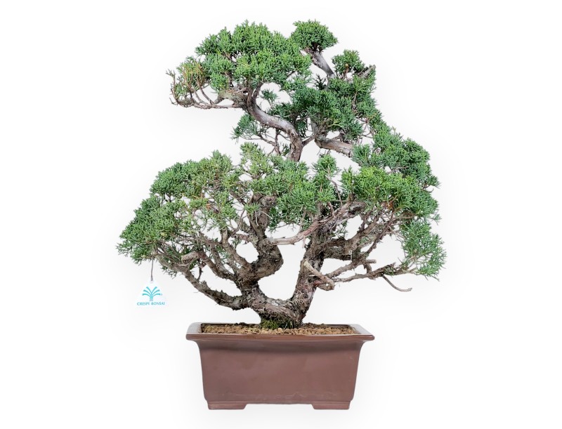 Bonsaï de genévrier de 58 cm | Pot rectangulaire en grès