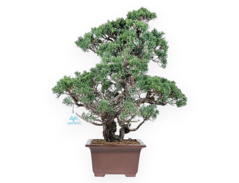 Wacholder Bonsai 58 cm | Rechteckiger Steingut Topf