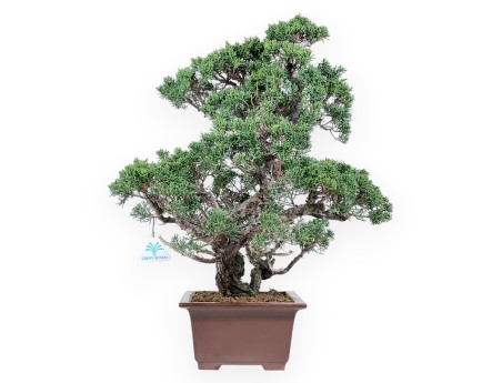 Enebro bonsái 58 cm | Maceta rectangular de gres