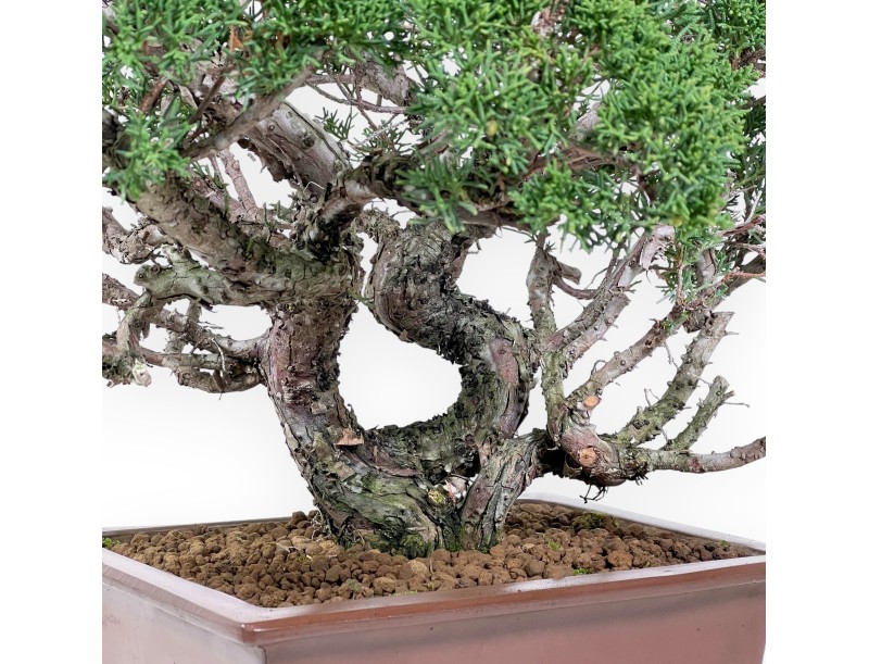 Jeneverbes bonsai 58 cm | Rechthoekige ongeglazuurde pot