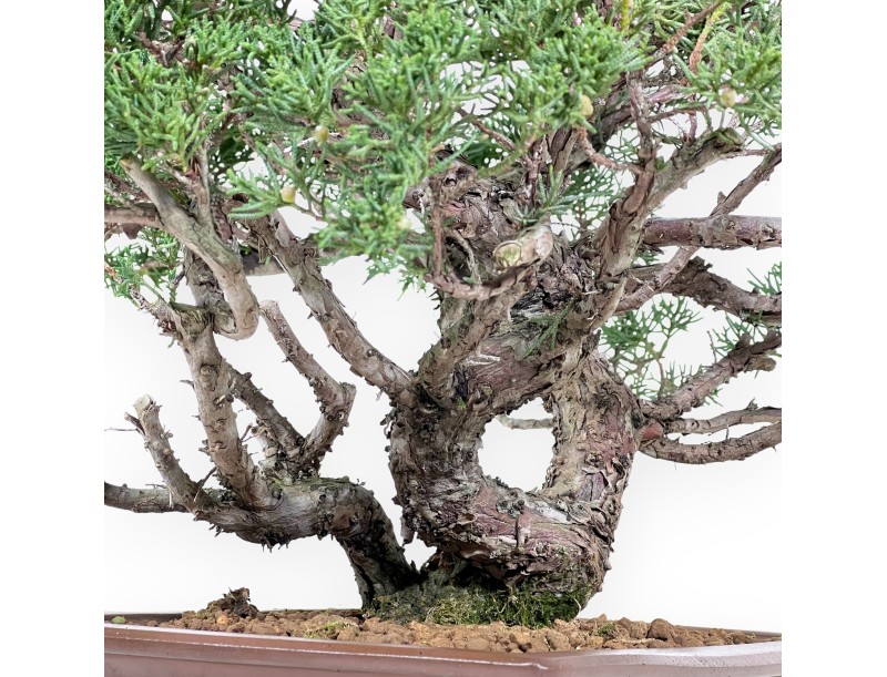 Jeneverbes bonsai 58 cm | Rechthoekige ongeglazuurde pot