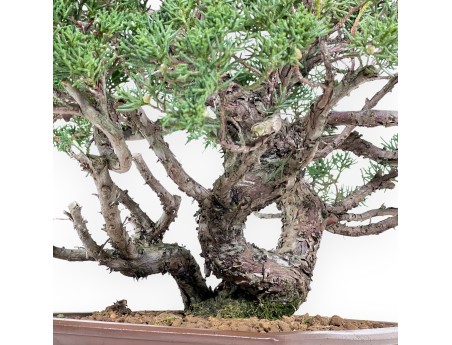 Bonsai di ginepro da 58 cm | Vaso rettangolare grès