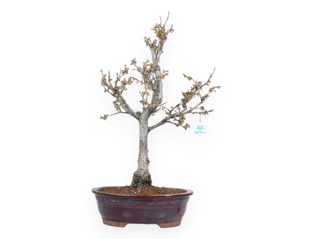 Hamamelis Bonsai von 65 cm | Oval rot Topf