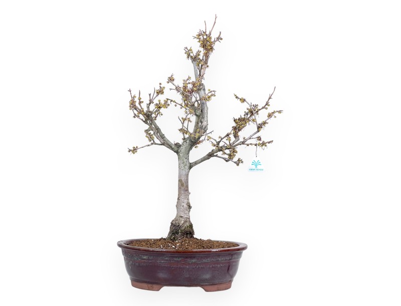 Hamamelis bonsai 65 cm | Red oval pot
